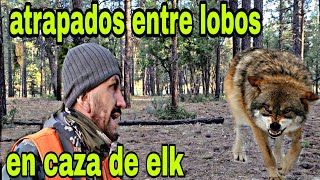 aullidos  infernales de lobos  caza de elkis Craig colorado
