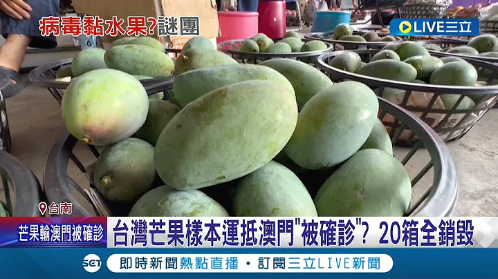 继白带鱼后台湾芒果"被确诊"! 澳门官方声称台湾芒果检测出新冠 20箱芒果全被销毁 陈吉仲强调:台湾检测皆为阴性｜记者 王绍宇 朱俊杰 翁郁雯｜【LIVE大现场】20220701｜三立新闻台 - 天天要闻