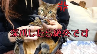 実家帰省前の猫6匹全員の爪切りが大変です…