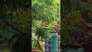 #barish ki bunde 💧🌧️⛈️ Beutifull neture ☘️🌧️⛈️🥰😍