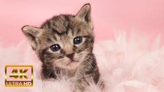 Cat Purring Sounds To Relax Cats & Cat Lovers 🌸😽 Fluffy Cats 4K Calming Cat Video TV Background by Healing Cats Relaxing Music 347 views 6 months ago 3 hours, 33 minutes