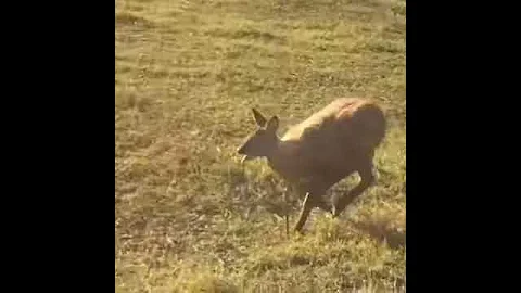 Кабарга | Musk deer of Yakutia