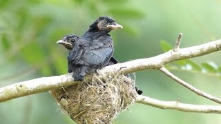 Bird chicks and nest