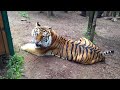 Angry tiger growling