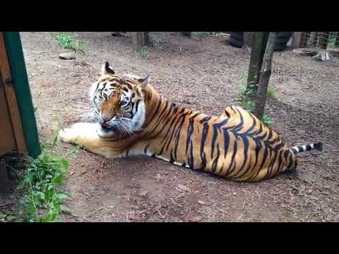 Angry Tiger Growling