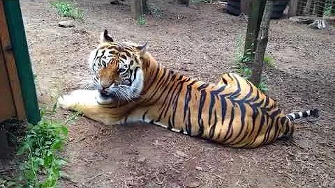 Angry Tiger Growling