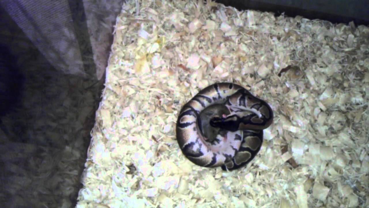 BALL PYTHON LIVE MOUSE - YouTube