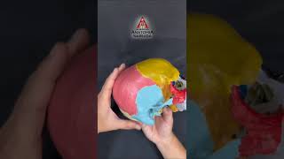 OSSOS DO CRÂNIO EM 2 MINUTOS!! (ANATOMIA HUMANA) prof. Doutor Marcio Kawano