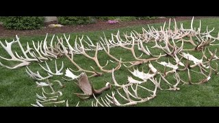 SELLING ALL MY ANTLERS!