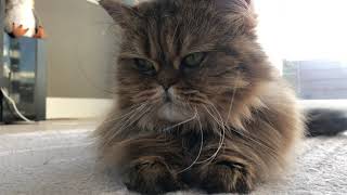 Adorable British long hair cat GAZES at you while laying down