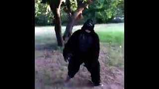 Banana Drop kicks gorilla￼ Resimi