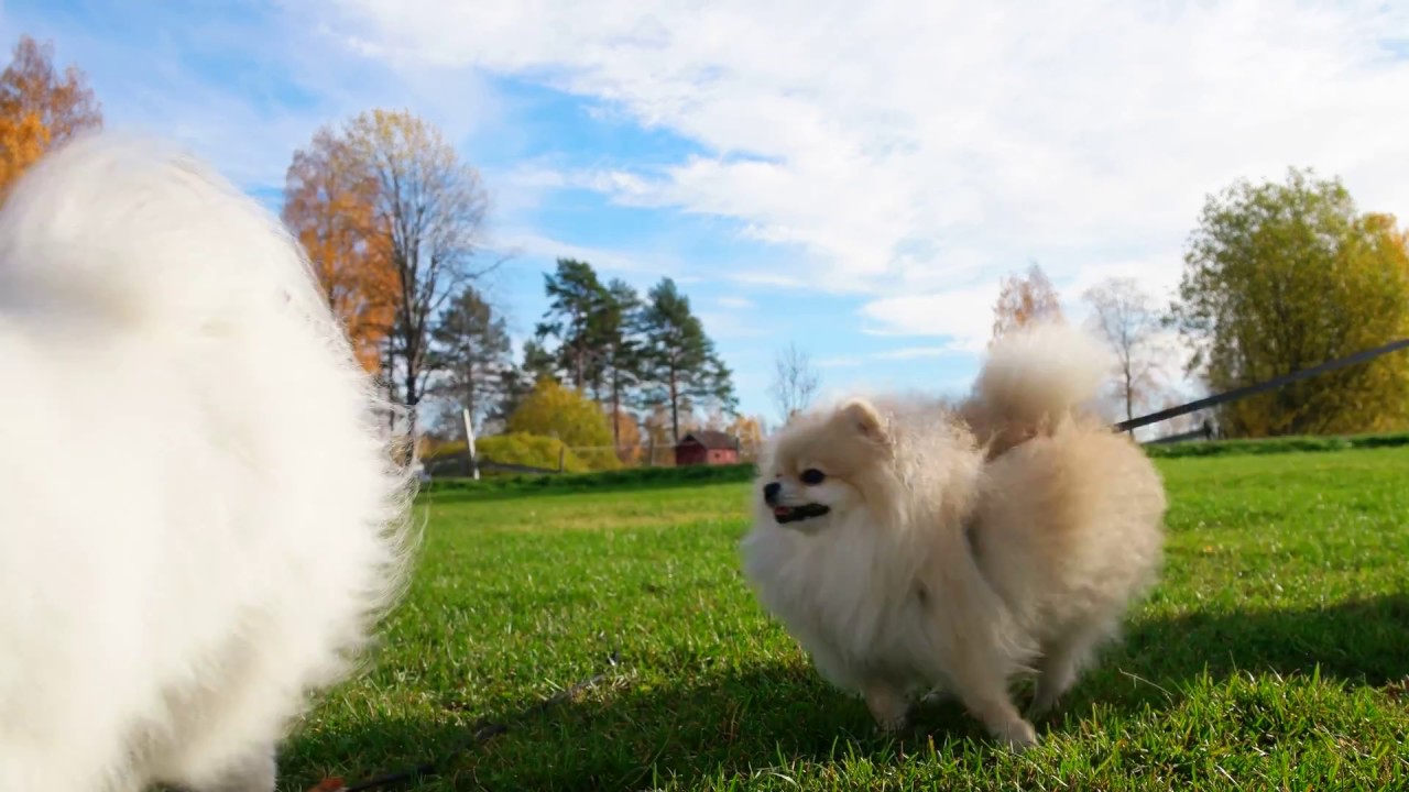 #0849 My Japanese Spitz - YouTube