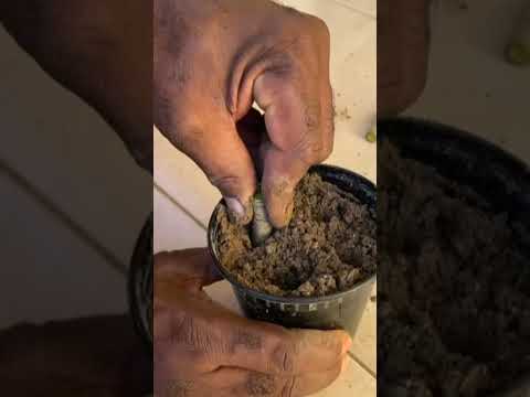 Vidéo: Comment planter et cultiver des plants d'ail : 15 étapes