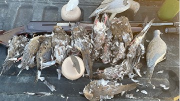 Dove Hunting - Limit with MOJO Decoys (ShotKam Footage)