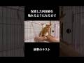保護した凶暴猫を触れるようになるまで…
