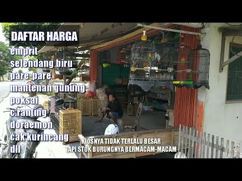 Survei harga burung ombyokan dikios burung terbaru, (auto pengen beli semua)
