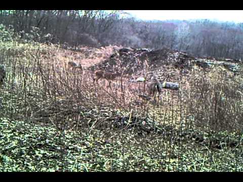 removal of fallopian tube Deer steps on Coyote Trap