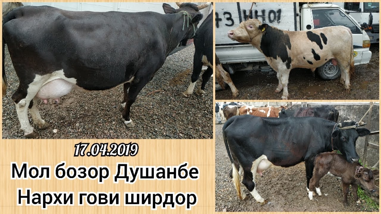 Машин бозор душанбе