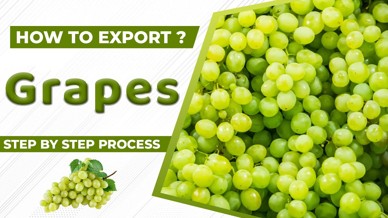 How to Export Grapes A to Z information Grapes Export Import Business