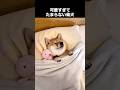 柴犬の可愛い瞬間を集めたらスマホ離せなくなった #犬 #柴犬
