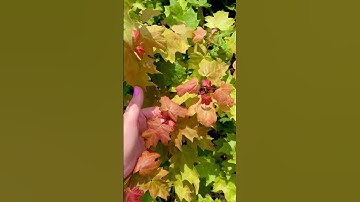Sugar Maple Tree Benefits & Amazing Facts #tnnursery #garden #fastgrowingtrees #maplestory  ￼