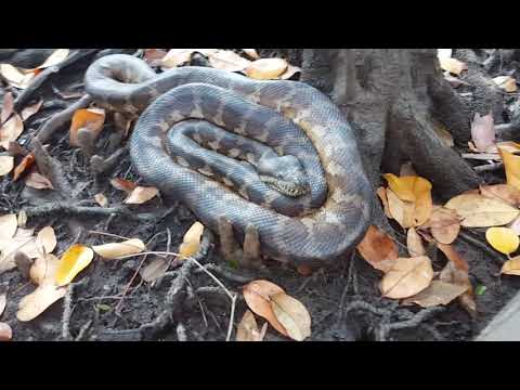 Big carpet python off the beaten track