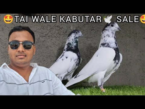Original Tai Wale Kabootar 🕊️ Ali Wale Kabootar 🕊️ 35 Wale Kabootar, Maharashtra Mumbai 