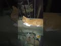 relaxing cat #big #cat #relaxing #reels #viralshort #youtube