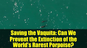Saving the Vaquita: Can We Prevent the Extinction of the World’s Rarest Porpoise?