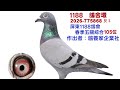 鴿養家企業社-全台獨家首拍會2026-775868灰母，本身1188鴿會五關綜合105位（鴿舍環）。#恆盟賽鴿網 #鴿養家企業社#完翔鴿#拍賣鴿