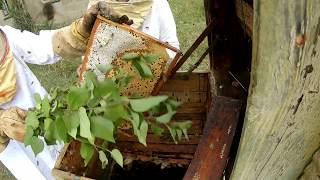 Old School Honey Harvesting