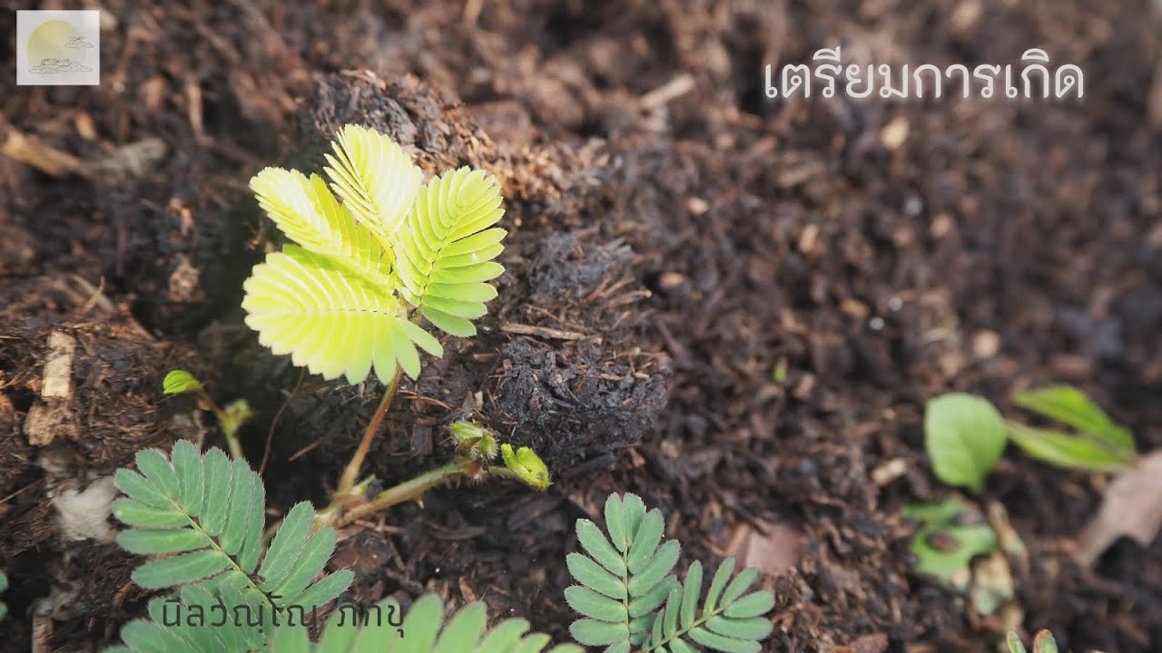 พระอาจารย์ปัญญา นีลวณฺโณ 