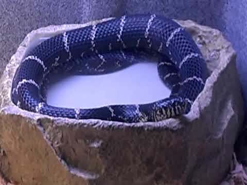 leafy greens Kingsnake eating Copperhead by Earthshine Nature Programs