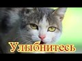 Смешное про животных|Приколы с котами| Видео про котов| Кошки|Позитив|Создай себе хорошее настроение