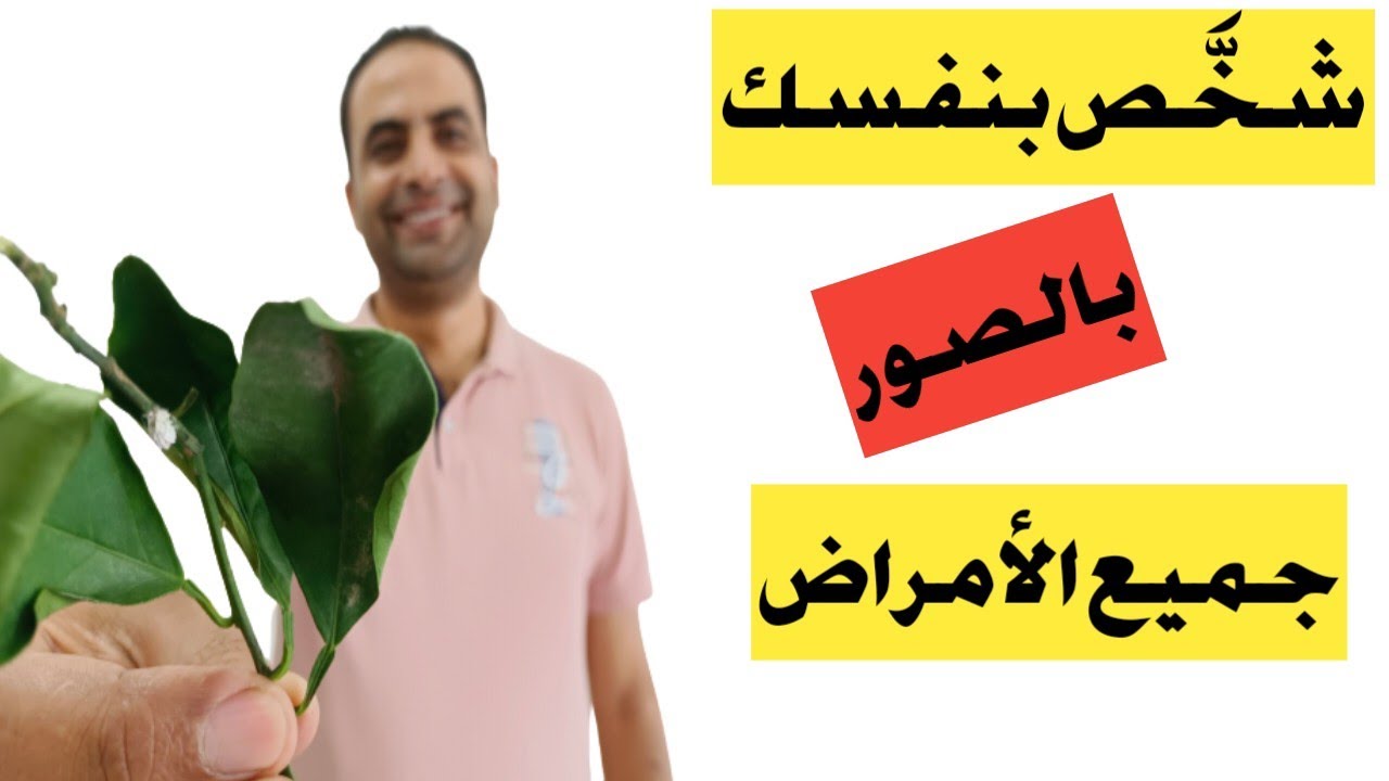 شرح عملي للإصابات الحشرية|| كيف تفرق بين أمراض النبات|| زتونة زراعية