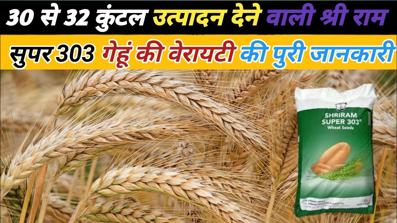 303-shriram-super-303-wheat-seeds