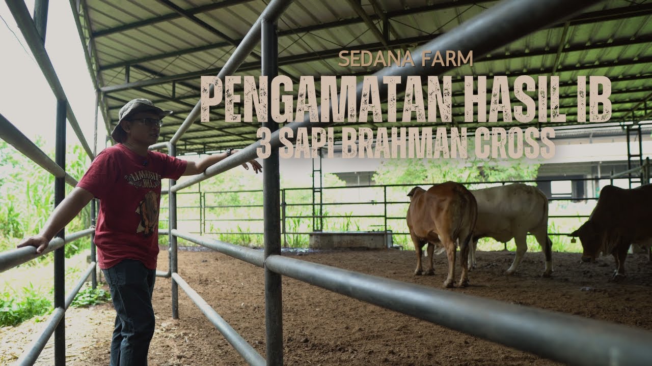 SUKSES ATAU GAGAL? Cek Hasil Inseminasi Buatan Sapi Brahman Cross di Sedana Farm