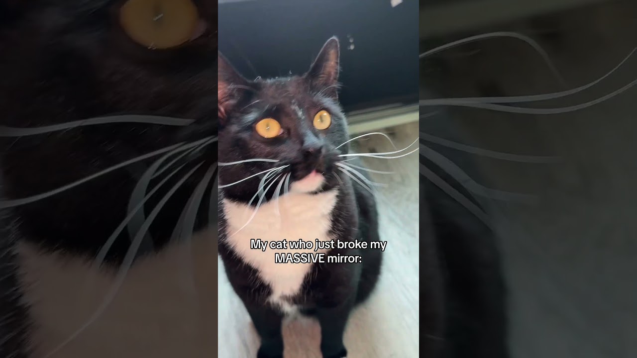 When my Black Cat Breaks my Mirror🧍‍♀️#cat #catshorts #gothic #gothicgirl #relatable #badluck