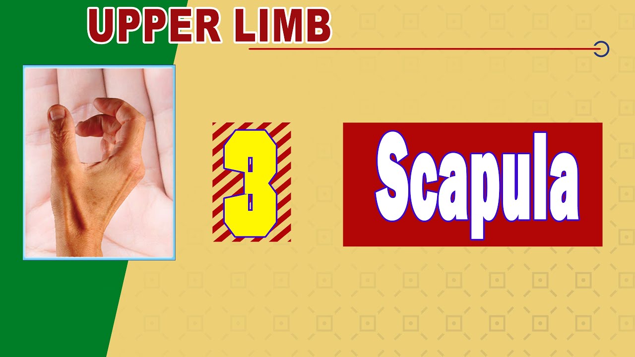 𝟎𝟑. 𝐒𝐜𝐚𝐩𝐮𝐥𝐚 🛡️🦴 (عظمة اللوح)