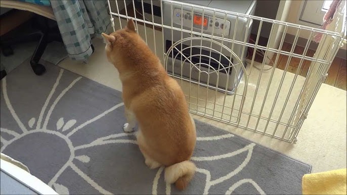 柴犬 ストーブでうたた寝犬 Shorty Shorty Shiba S Nap Youtube 柴犬 ストーブでうたた寝犬 Shorty Shorty Shiba S Nap Youtube