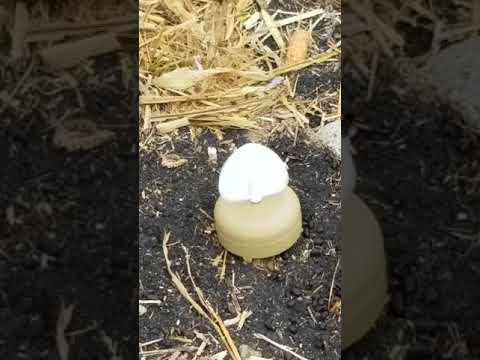 camera iphone 8 plus apk Dove a Flicker by Mojo Outdoors.
