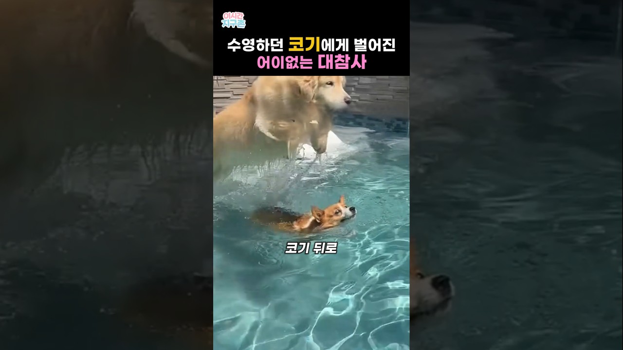 수영하던 코기에게 벌어진 어이없는 대참사