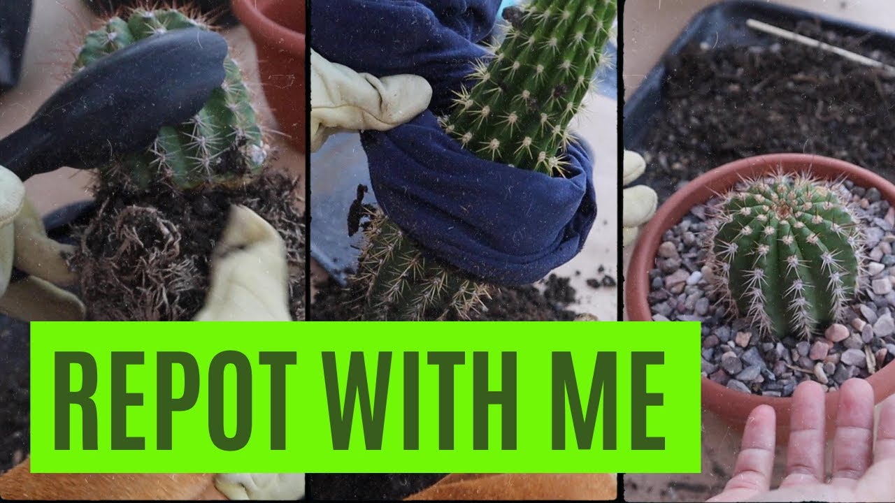 Let's Repot some Cactus | How to Plant a Spiny Cactus