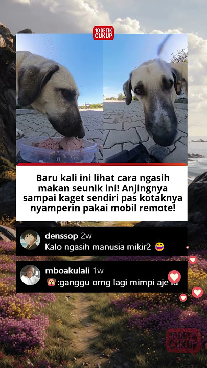 KOCak! Anjing Ini Dapet Makan dari Mobil Remote! #viral