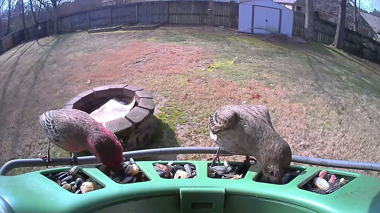 100 Visits to Feeder Today !!!🐦🐤🐧