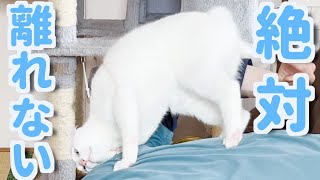 どうしても飼い主の上から降りたくない猫がこちら…