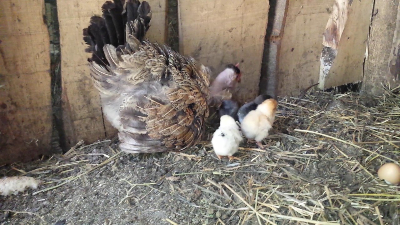 Cosa Mangiano I Pulcini Di Gallina Appena Nati