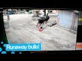 Man Survives after being Hit by Runaway Bull