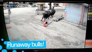 Man Survives after being Hit by Runaway Bull screenshot 2