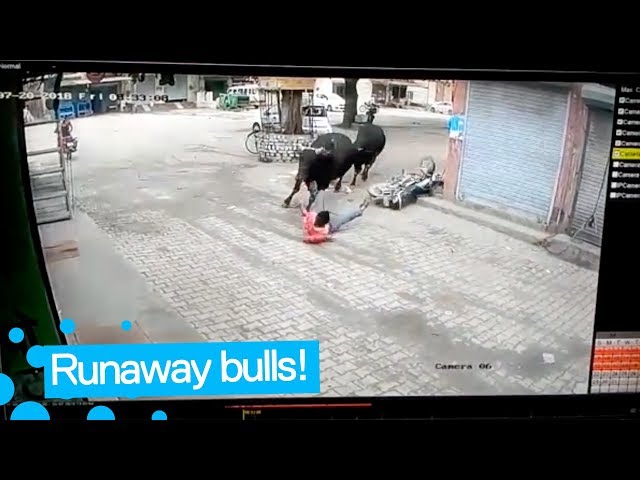 Man Survives after being Hit by Runaway Bull class=